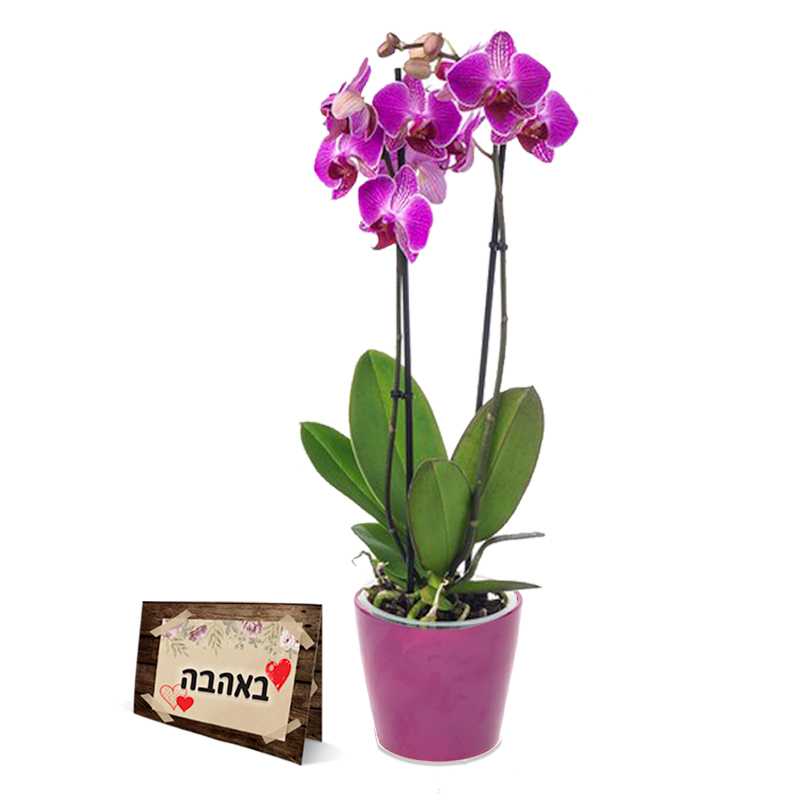 סחלב 2 עמודים טיז פרחים באר שבע חנות פרחים סחלב 2 עמודים טיז פרחים באר שבע חנות פרחים