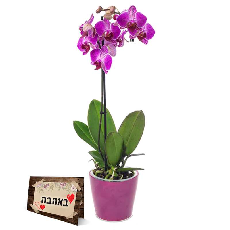 סחלב סגול עמוד אחד סחלב סגול עמוד אחד