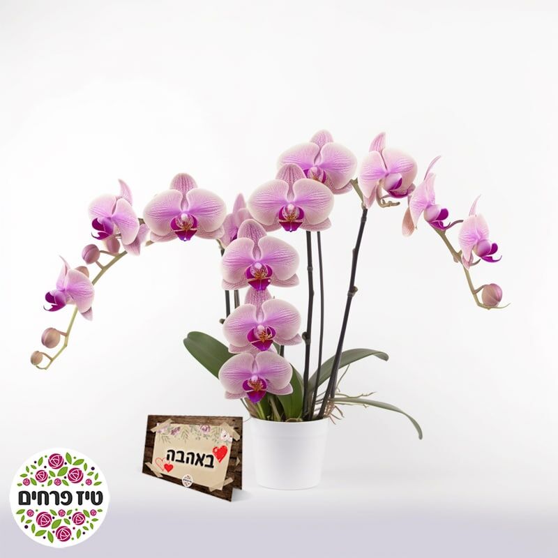 סחלב 2 עמודים טיז פרחים באר שבע חנות פרחים