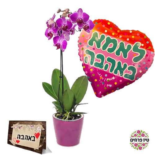 סחלב סגול עמוד אחד