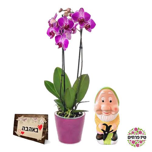 חנות הפרחים שתשאיר רושם בלתי נשכח חנות הפרחים שתשאיר רושם בלתי נשכח