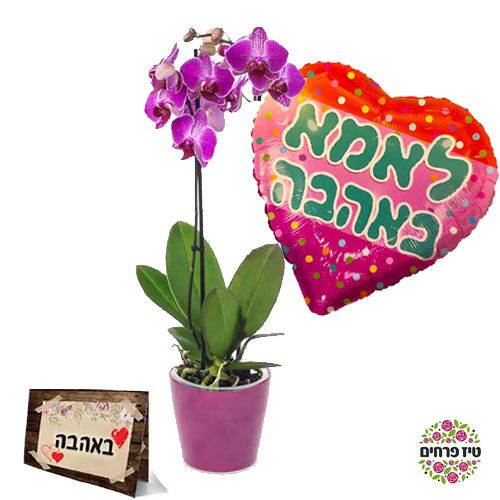 סחלב סגול עמוד אחד