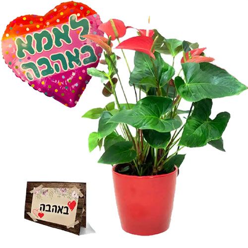 עציץ אנטוריום בלון וכרטיס ברכה טיז חנות פרחים באר שבע