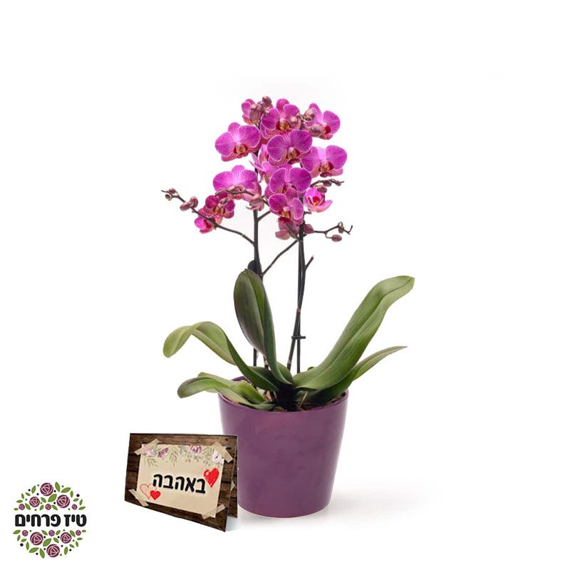 סחלב מולטי טיז פרחים באר שבע